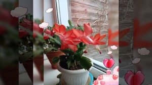 Цветочная история