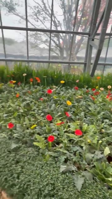 Vinpearl, Павильон цветов, Нячанг, Вьетнам, Февраль 2026 г. смотреть онлайн