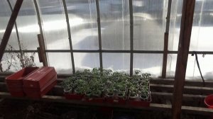 Первая прогулка в 2025 году! Сегодня, 3 марта, я первый раз вынесла на солнце свою рассаду томатов.