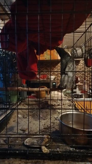 Ворон Гриша 31 августа, замена подстилки