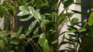 Светлая грусть