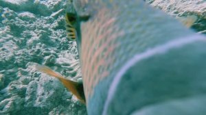 Риф отеля  Concorde - Марса Алам (Египет), сентябрь 2025г. Спинорог