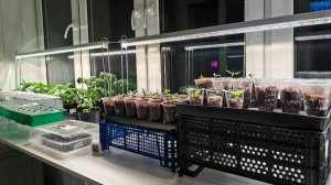 Расширили подоконник на лоджии для рассады