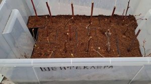 Черенкование голубики зимой.