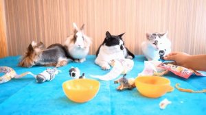 🌈 Шар LOL Surprise Pets скрывает тайну! Распаковка