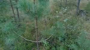 Ниваки 🤭😃 пробую в лесу...