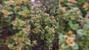 Тимьян лимонный