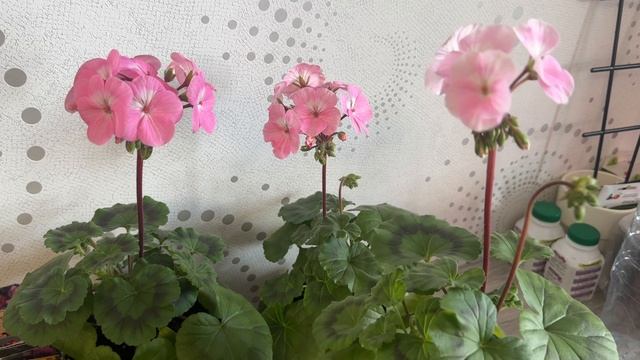 23.02.26 Рассада присыпка посевы и про хелат железа 6