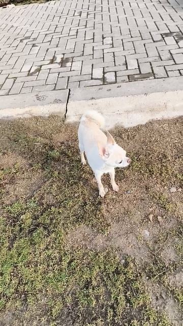 Чапик смотреть онлайн