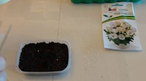 Эустомы у меня: прошлогодние, к пикировке, всходящие и сею