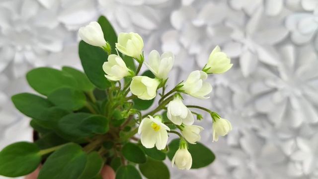 Фиалка трейлер Chantaspring