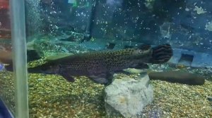 Красивые рыбки