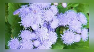 Всё о цветке Агератум