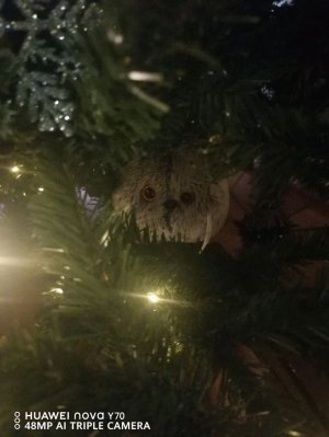 всякая дичь