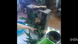 живая картина из папоротников || платицериумы || 10.12.2025г