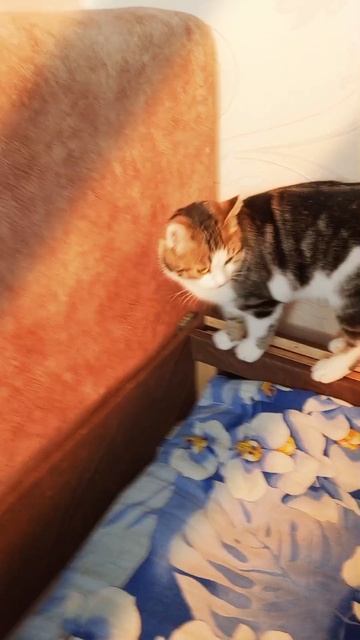 кот бегает #cat