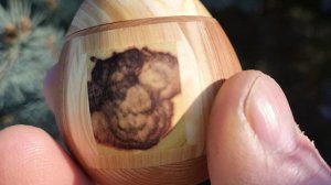 Шкатулка в зимнем парке на голубой ели