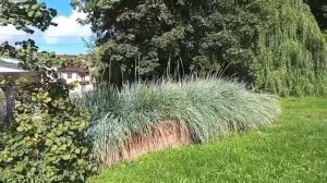 #брянск красота лето.как хочется тепла