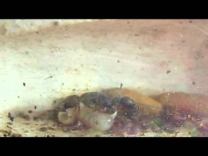 Матка харпегнатосов