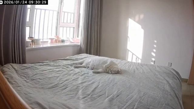 Удалёнщики и работа