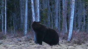 МЕДВЕДЬ ПРОТИВ ТИГРА. КТО СИЛЬНЕЕ ТИГР ИЛИ МЕДВЕДЬ