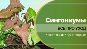 Сингониумы — полный уход в домашних условиях | Свет, полив, грунт, горшок