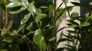 Синьора душ