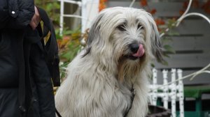 Мужская компания и мясные деликатесы