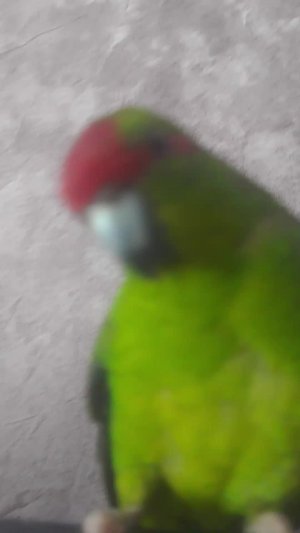 мои животные часть 2