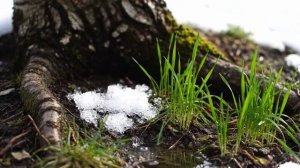 Возьмите на урок: Сергей Есенин «Черемуха»