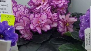 22.02.2026.Москва.Выставка фиалок в Доме фиалок.