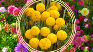 Семейство "Астровые". Растения с различной формой соцветий.