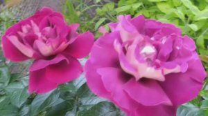 Роза, названная в честь пива. Кроненбург.