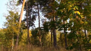 п.г.т..ВАСИЛЬЕВО..ПРИРОДА-ЛЕТО-ОСЕНЬ-2025.к