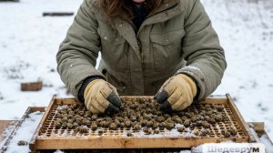 Готовимся к весне: дотация Канди пчёлам в конце февраля 🌱
