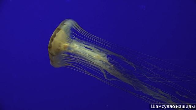 #Коран#АльБакъара#СамыеКрасивыеМеста#Relaxation##Islam#Quran#AlBaqarah’#Minshawiy #4кВидео#20часть#