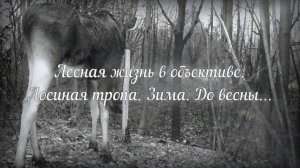 Лосиная тропа. Зима. До весны...