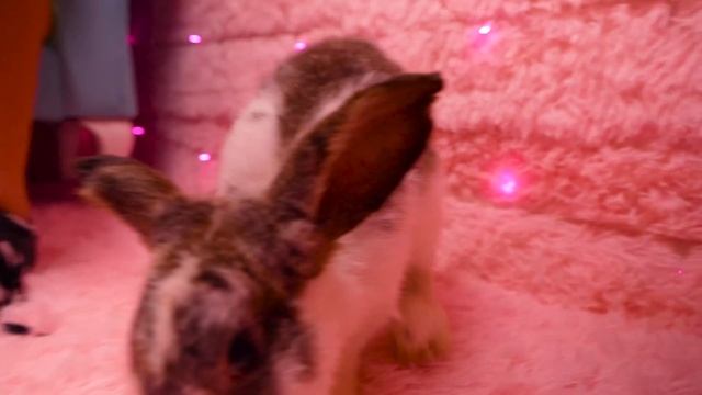 Nastya and Evelyne play hide and seek смотреть онлайн