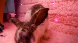 Nastya and Evelyne play hide and seek