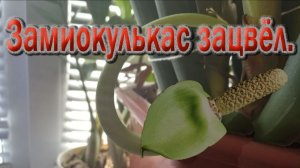 Секрет цветения Замиокулькаса. Почему это большая удача?