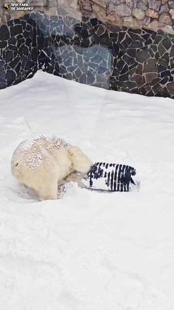 Белая медведица Хаарчаана веселится. Ленинградский зоопарк