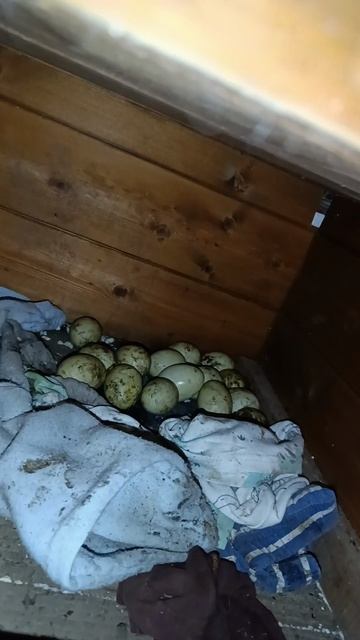 ВОТ ЭТО НАХОДКА! КЛАД! смотреть онлайн