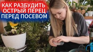 Посев семян острого перца - в чем замочить семена с низкой всхожестью