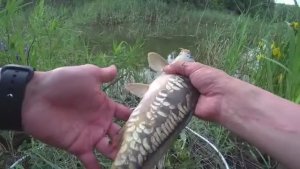 ВОТ ЭТО ОНИ ДАВЯТ И ТАЩАТ В КАМЫШ! Рыбалка на поплавок. Ловля сазана. Ловля карпа.