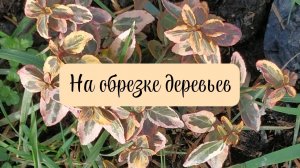 Ритм рабочих дней в садах станицы, поздравляю со всеми праздниками!