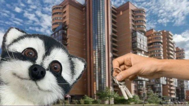 Переезжаем с енотом Сёмой в новую квартиру. Устроили для вас показ смотреть онлайн