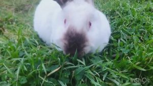 КРОЛИЧИЙ ВЛОГ. ГУЛЯЮ С ЯСЕЙ.