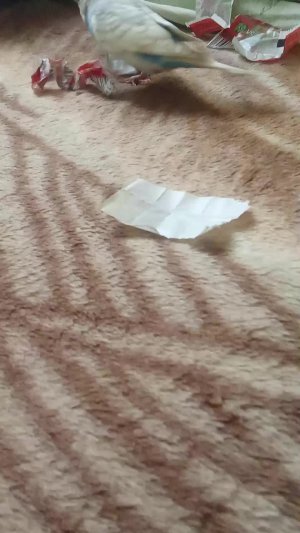 попугай Кеша