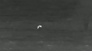 Лисица без хвоста и два зайца