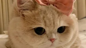 Что то делаю